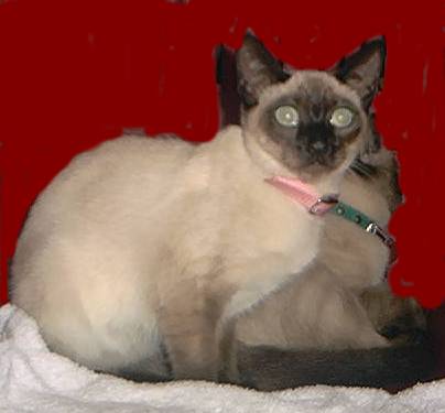 Mila - Siamese - 5 1/2 months old