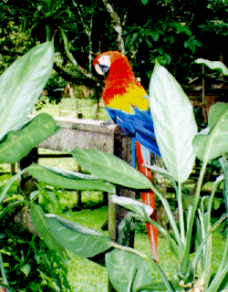 Jungle parrot